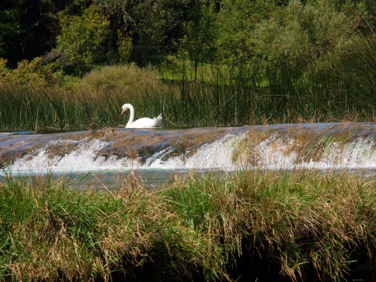 MREZNICA404 15 08 11