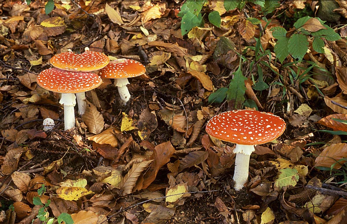CRVENA MUHARA   AMANITA MUSCARIA K27D44