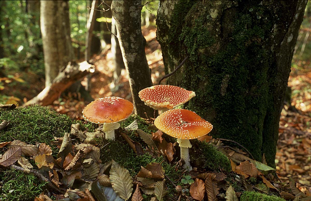 CRVENA MUHARA   AMANITA MUSCARIA K27D49
