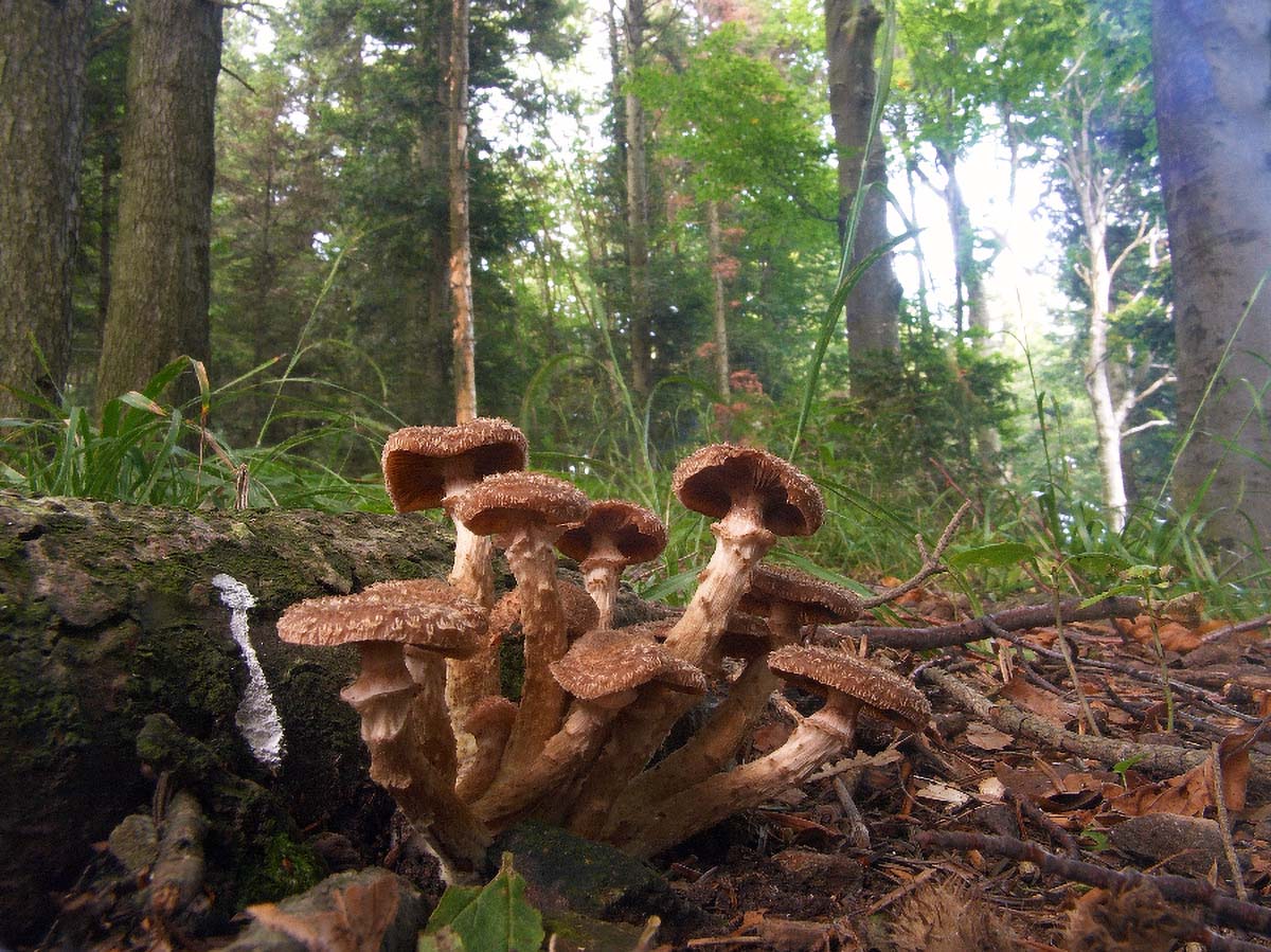 HRAPAVA LJUSKAVICA PHOLIOTA SQUAROSSA3 03. 09 2005