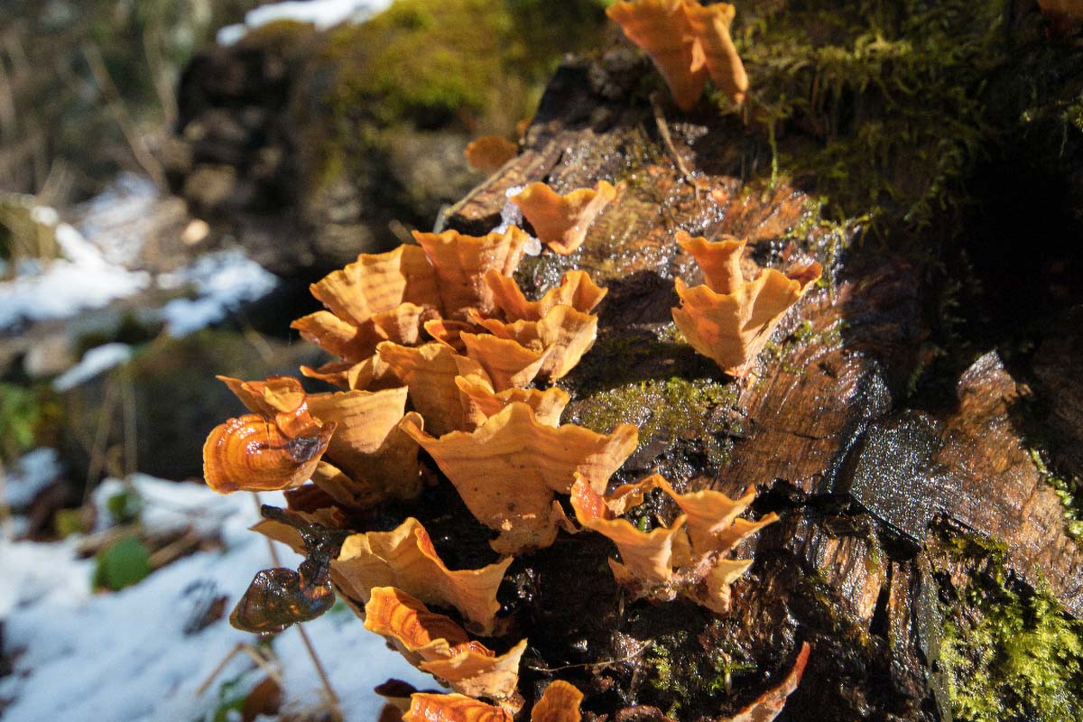 KAMACNIK260 25 02 17