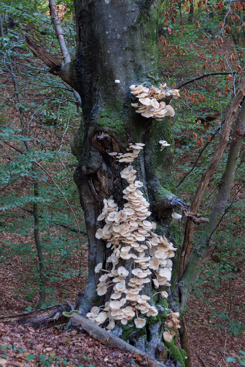 MEKANA KRIVONOSKA   PLEUROTUS OSTREATUS PULMONARIUS06 07 10 12