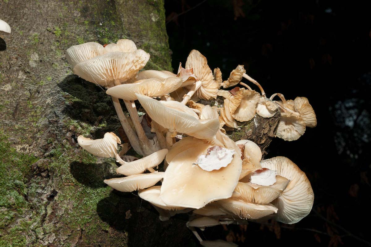 MEKANA KRIVONOSKA   PLEUROTUS OSTREATUS PULMONARIUS09 07 10 12