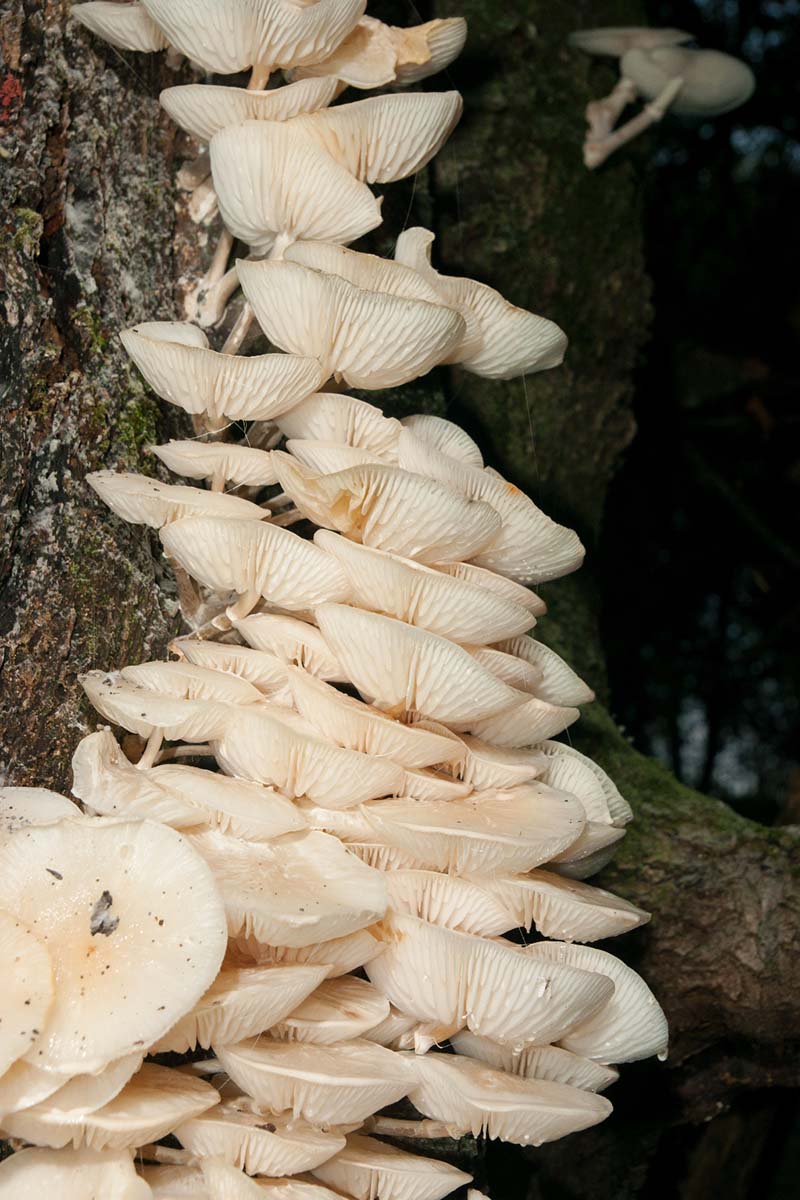 MEKANA KRIVONOSKA   PLEUROTUS OSTREATUS PULMONARIUS12 07 10 12