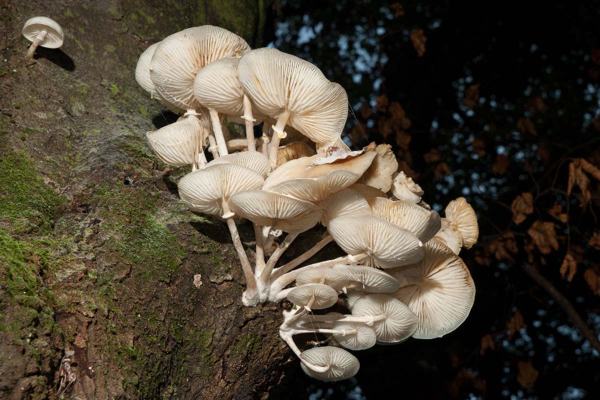 MEKANA KRIVONOSKA   PLEUROTUS OSTREATUS PULMONARIUS14 07 10 12