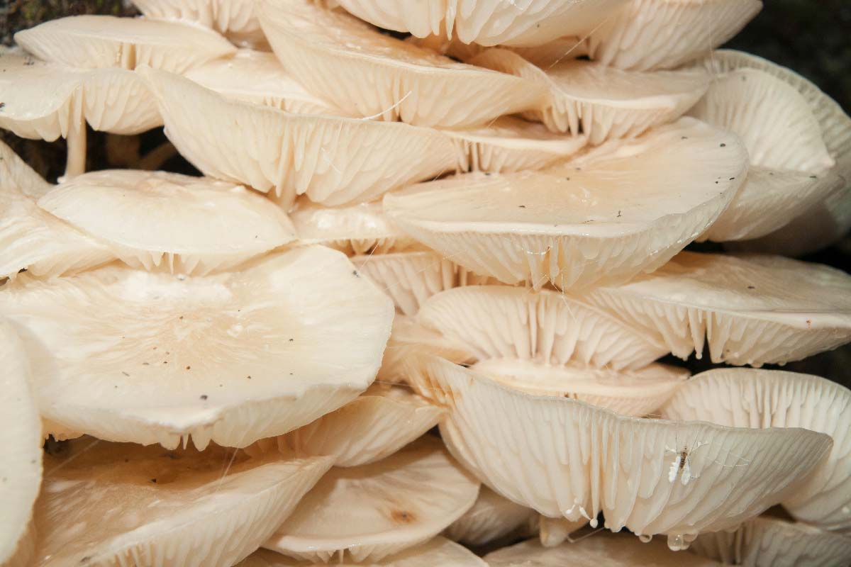 MEKANA KRIVONOSKA   PLEUROTUS OSTREATUS PULMONARIUS15 07 10 12