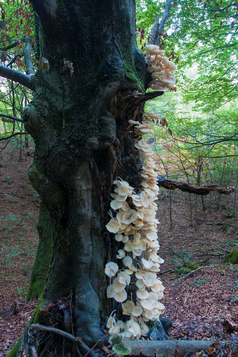 MEKANA KRIVONOSKA   PLEUROTUS OSTREATUS PULMONARIUS16 07 10 12