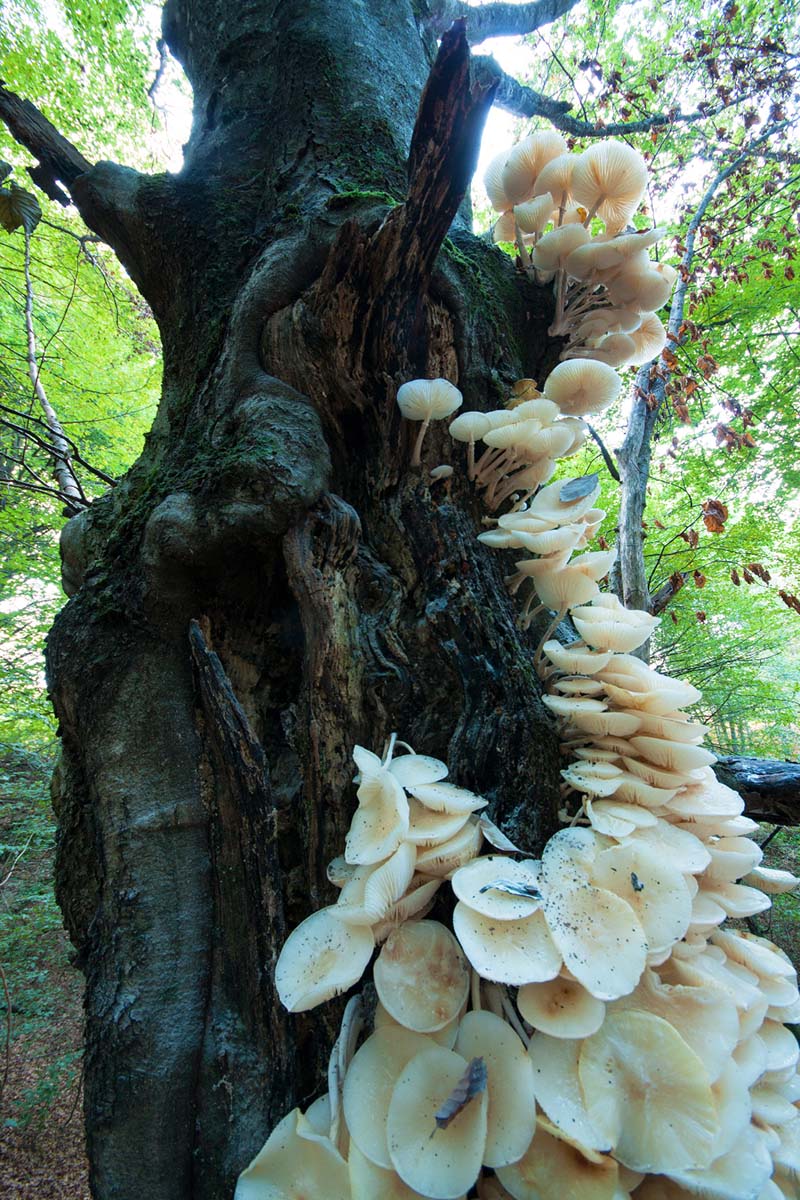 MEKANA KRIVONOSKA   PLEUROTUS OSTREATUS PULMONARIUS23 07 10 12
