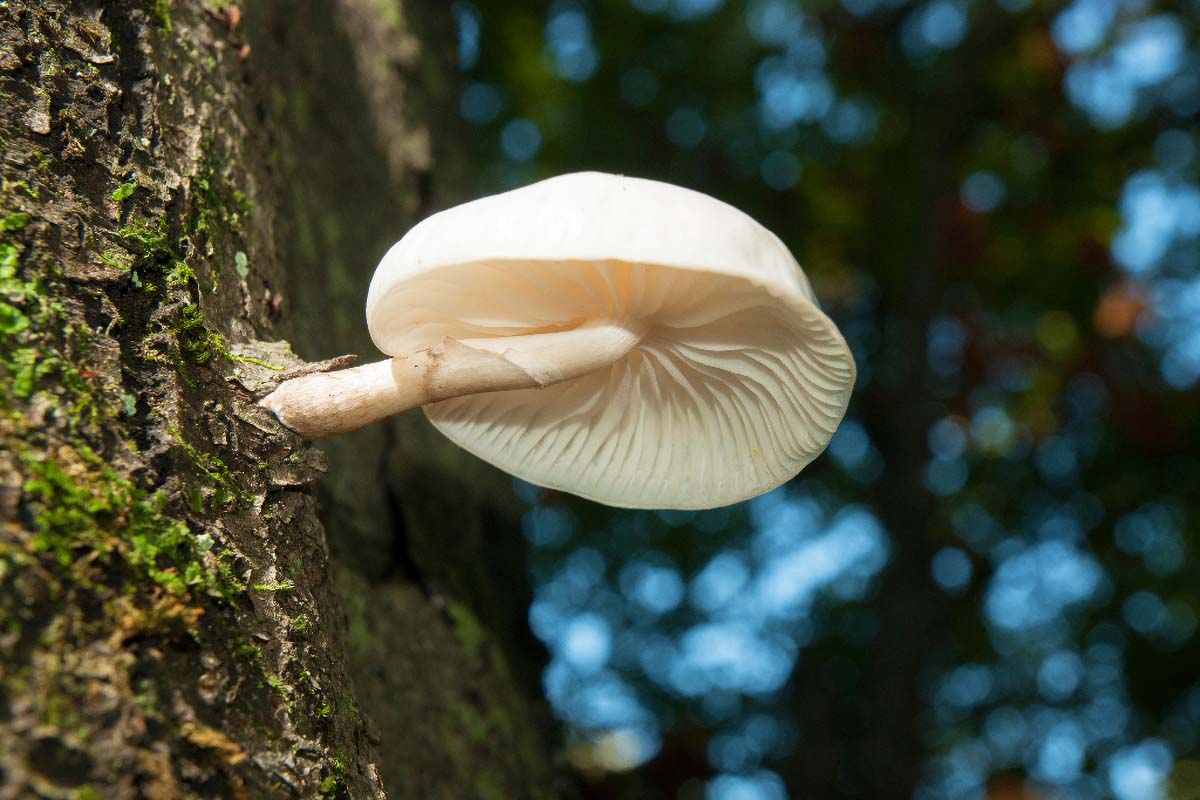 MEKANA KRIVONOSKA   PLEUROTUS OSTREATUS PULMONARIUS40 08 10 12