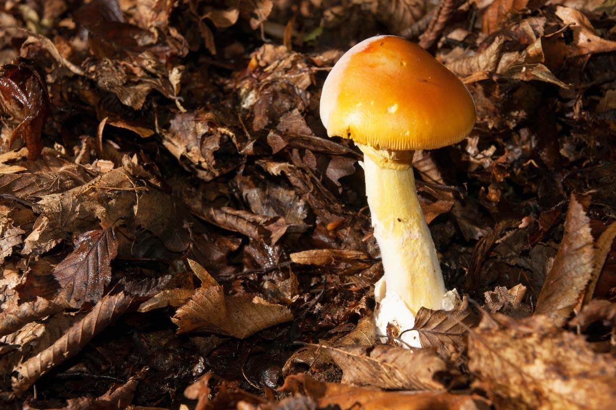 MUHARA   AMANITA MUSCARIA04 07 10 12