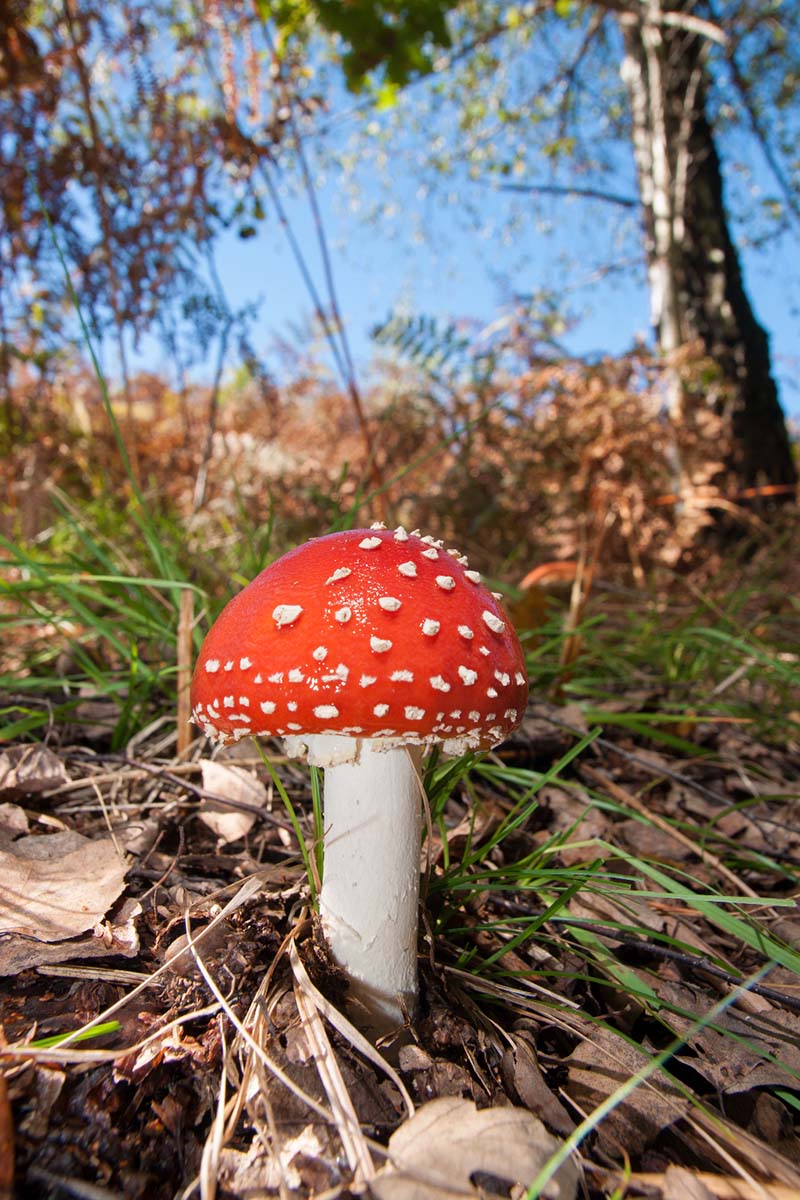 MUHARA   AMANITA MUSCARIA65 08 10 12