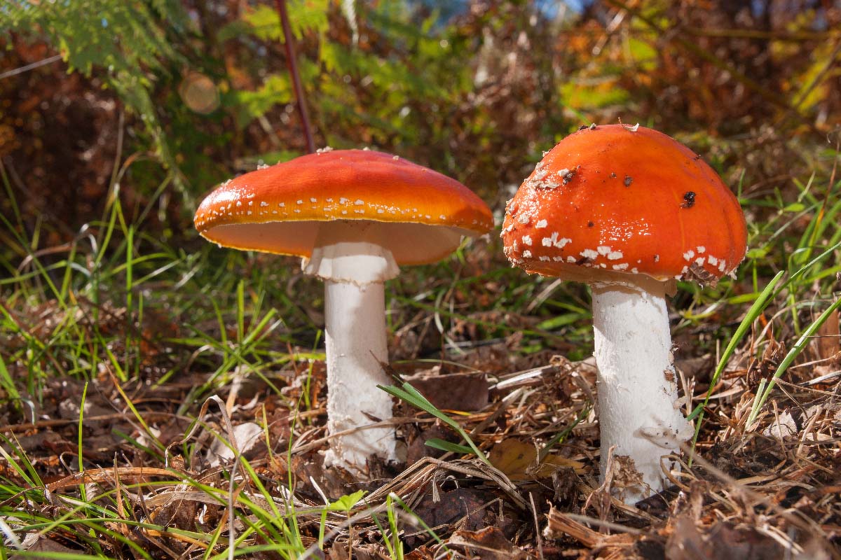 MUHARA   AMANITA MUSCARIA76 08 10 12