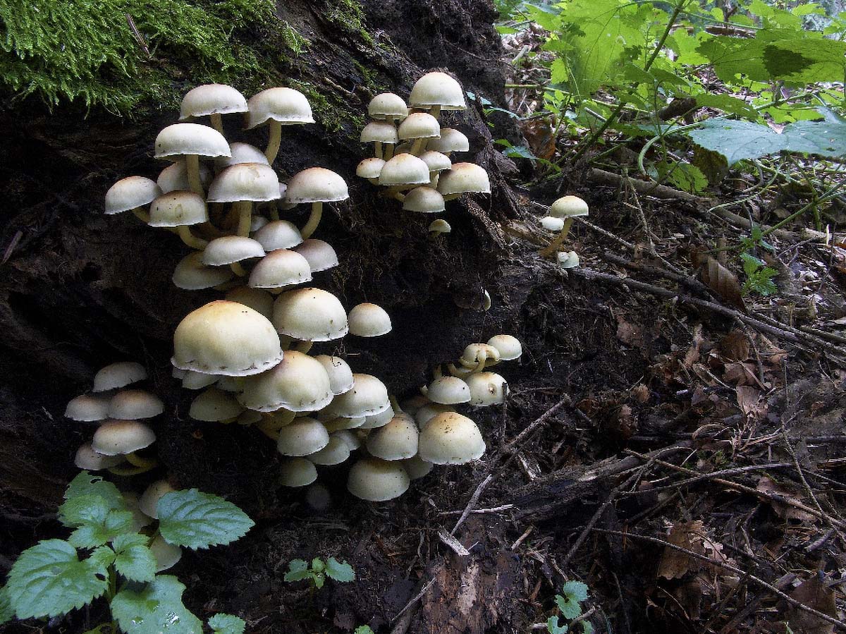 SUMPORACA HYPHOLOMA FASCICULARE3 11. 09 2005