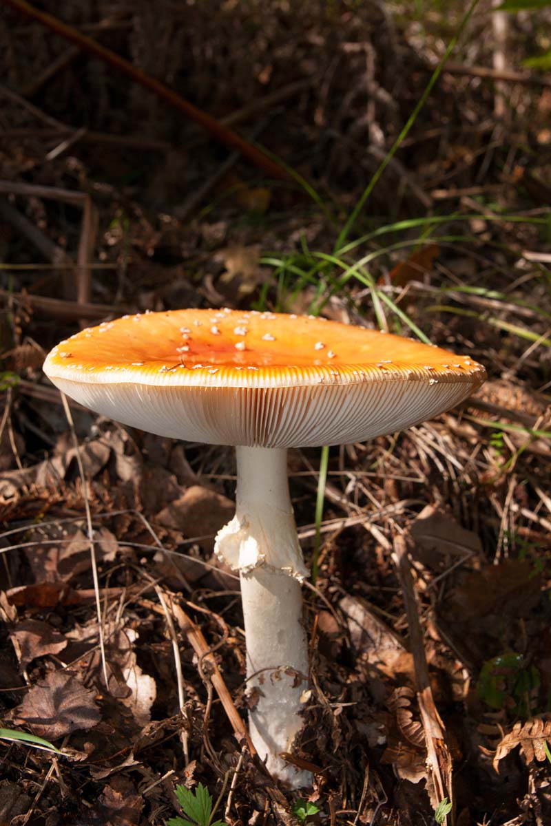 SVIJETLOZUTA MUHARA   AMANITA GEMMATA04 08 10 12