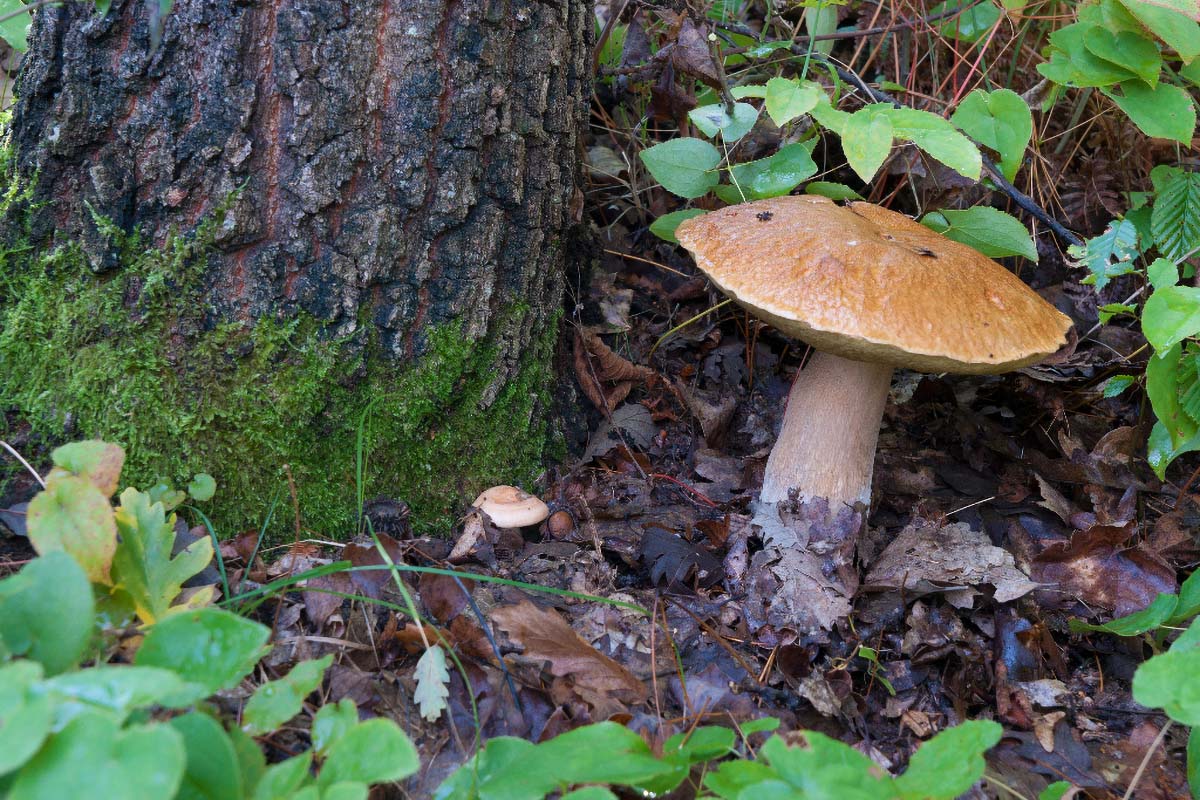VRGANJ   BOLETUS EDULIS31 08 10 12