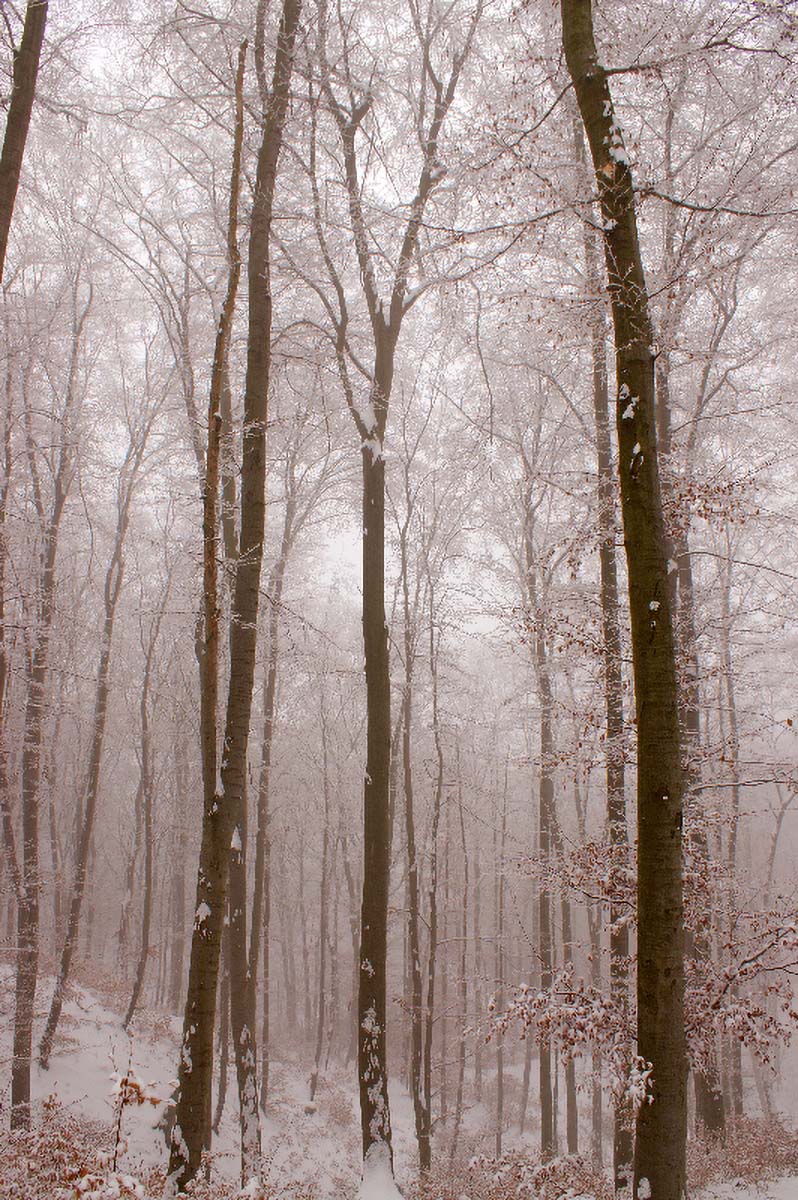 MEDVEDNICA02 30 12 07