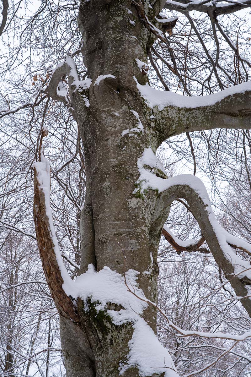 SAMOBORSKO GORJE087 18 01 19