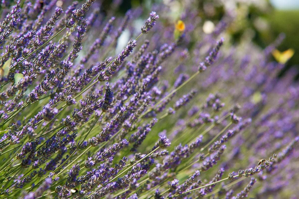 LAVANDA03 23 06 13