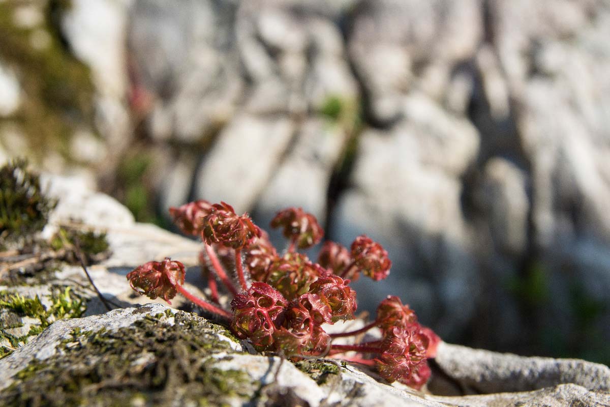 MREZNICA105 20 03 16