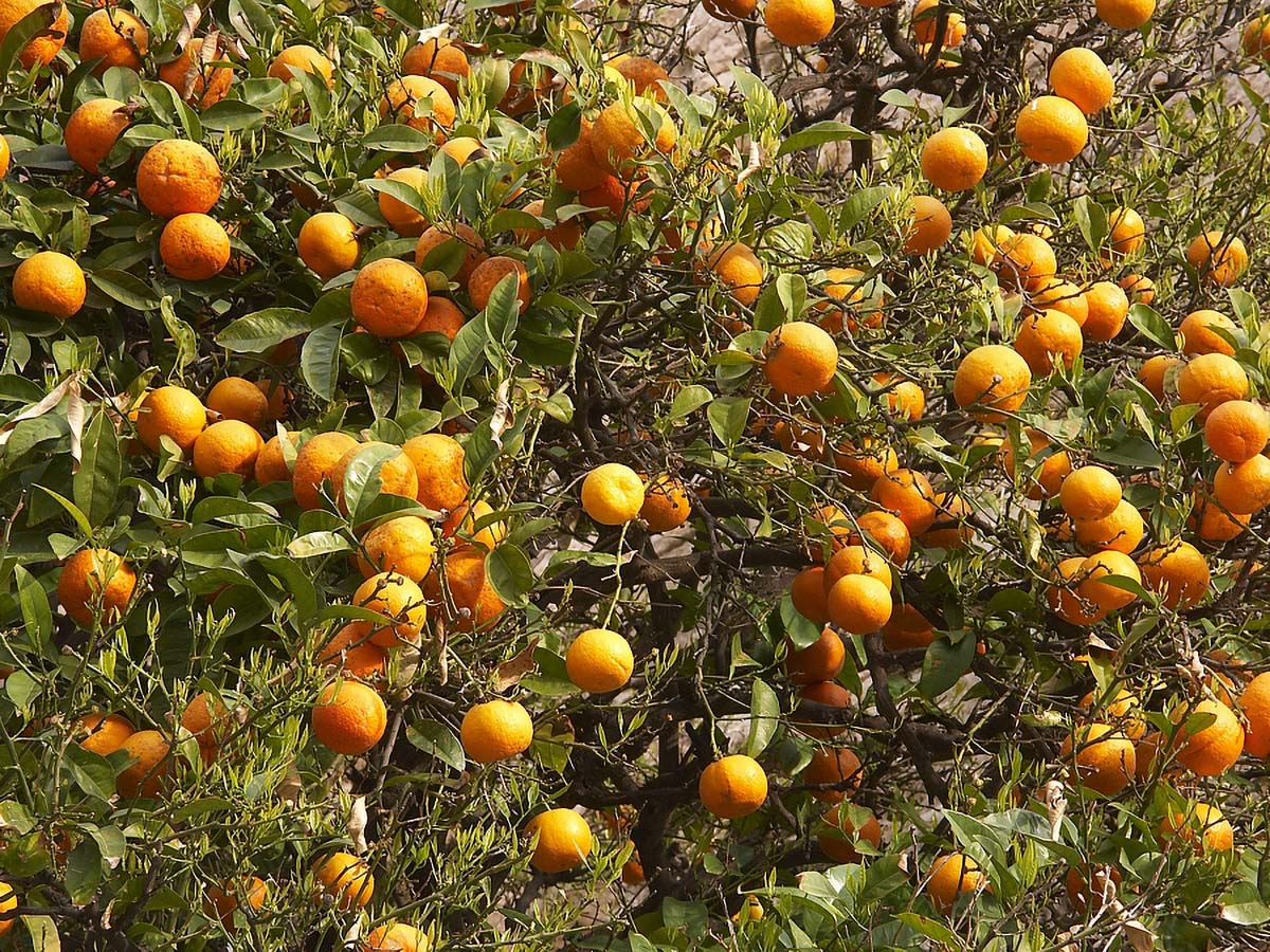 NARANCA8 16. 04 2005