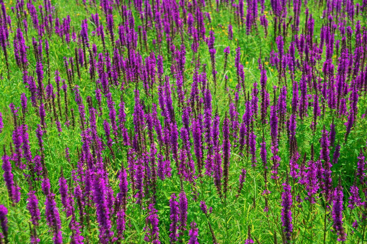 PISAROVINA19 09 08 14