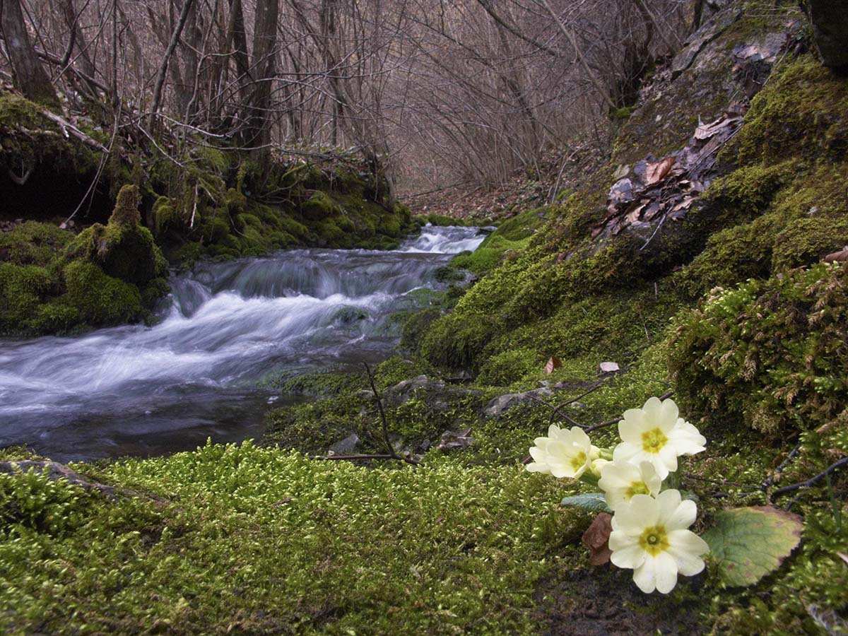 POTOK PECNIK25 09 02 08