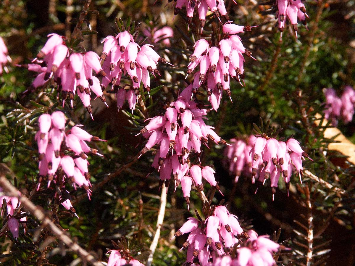 PROLJETNA CRNJUSA ERICA CARNEA2 09 04 2006