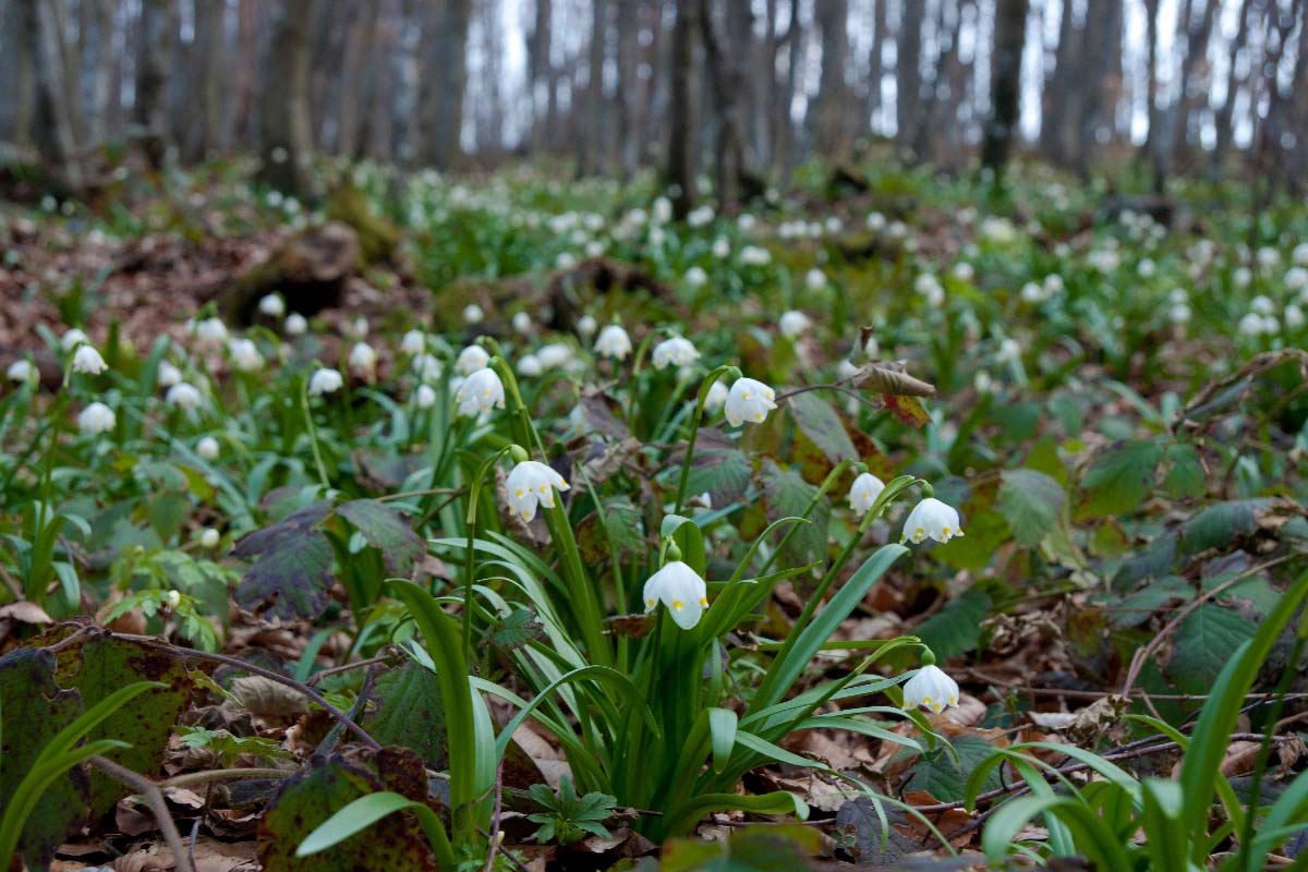 PROLJETNI DRIJEMOVAC42 24 03 12