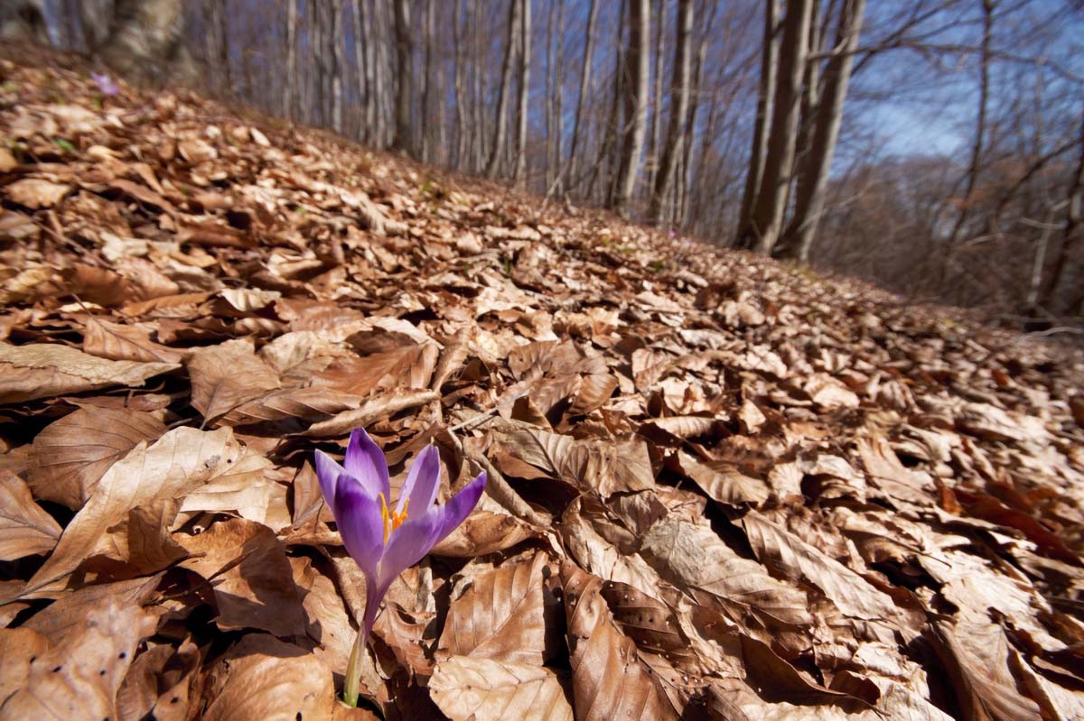 SAFRANI05 08 03 2009