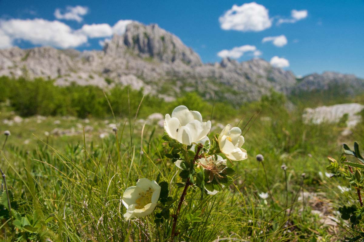 TULOVE GREDE230 27 05 17