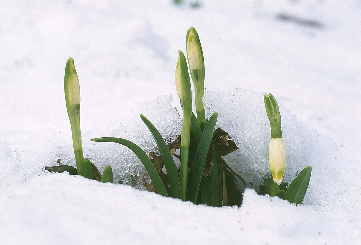 VISIBABE POD SNIJEGOM K28B41