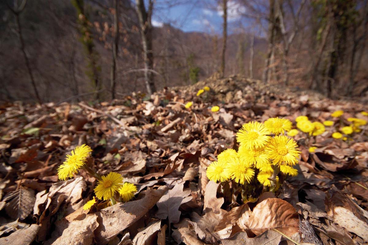 VOLUJSKO OKO02 14 03 09