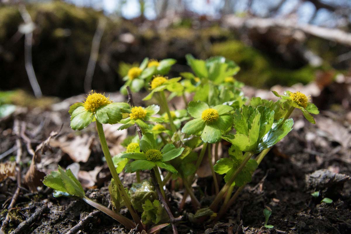 VOLUJSKO OKO   HACQUETIA EPIPACTIS04 29 03 15