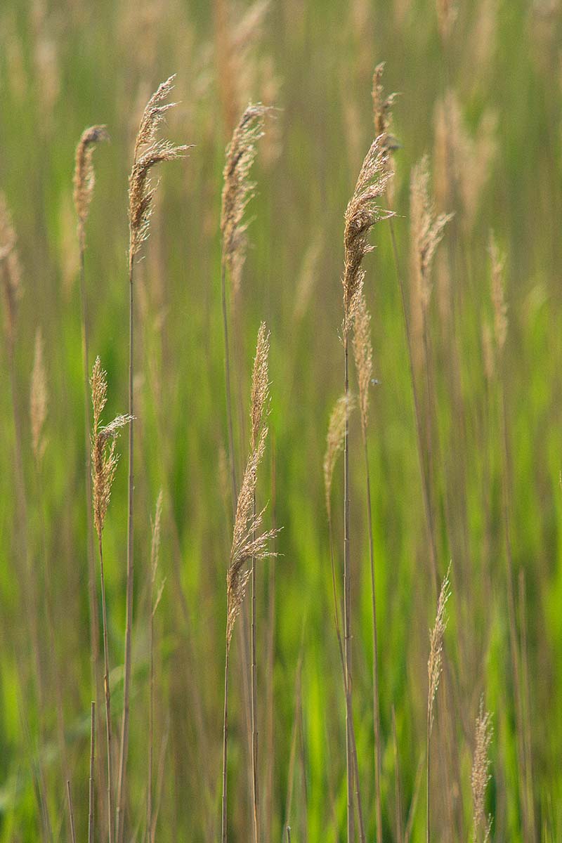 VRANSKO JEZERO103 07 05 16