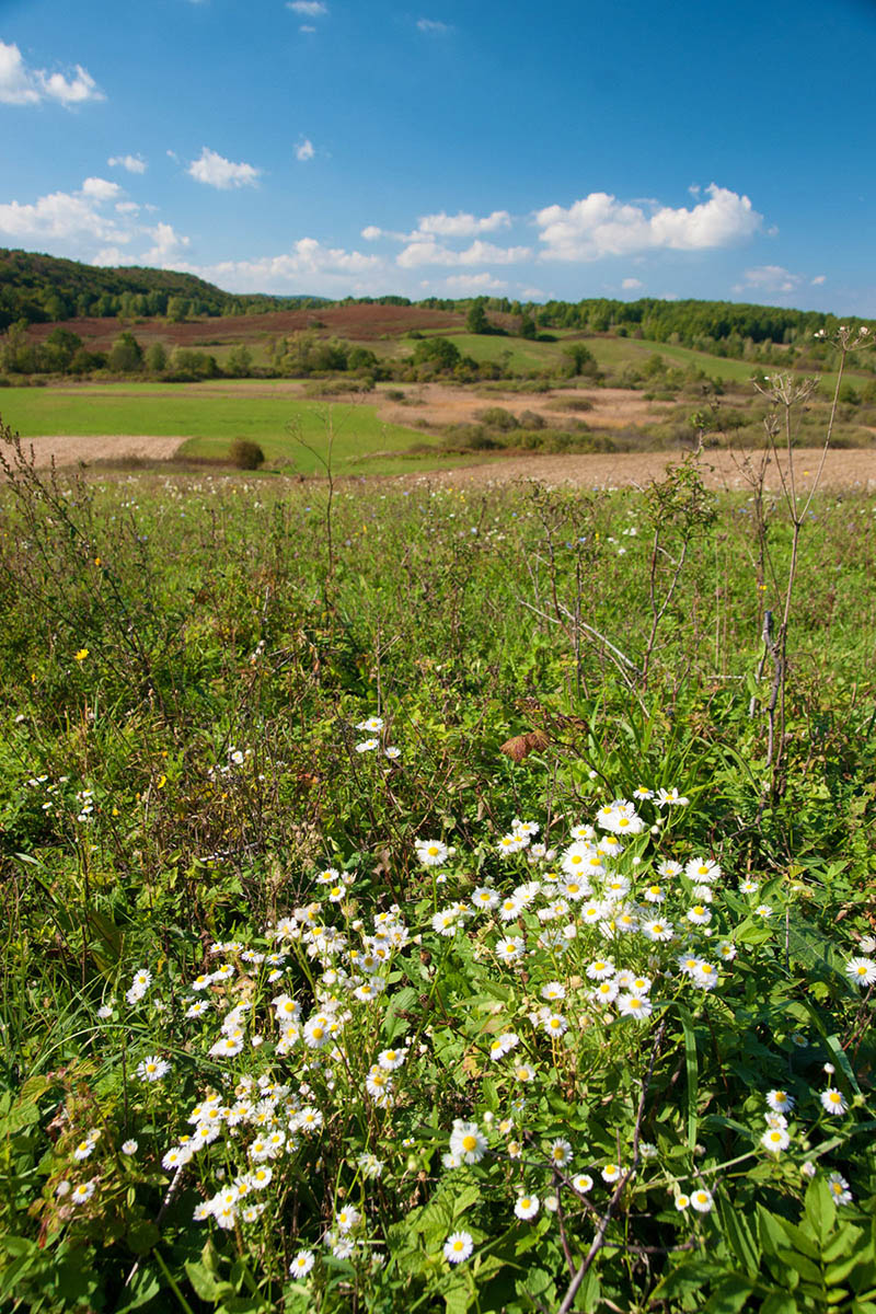 NOVA KRSLJA07 06 10 12