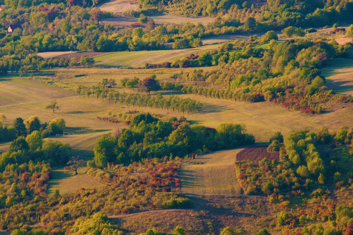 OMANOVAC021 16 09 12