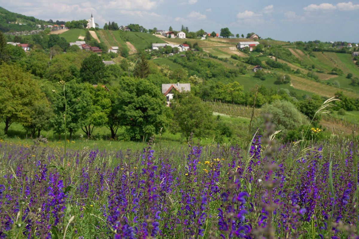 PLESIVICA24 09 05 09