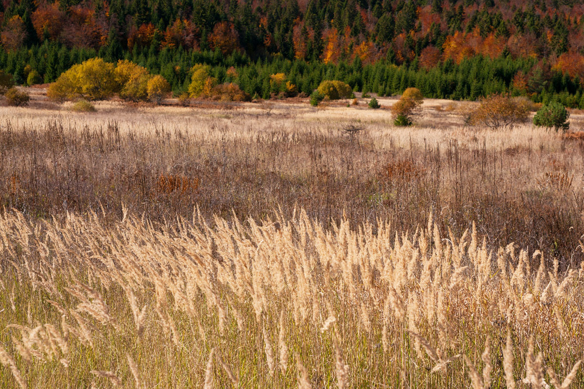 SERTIC POLJANA57 19 10 13