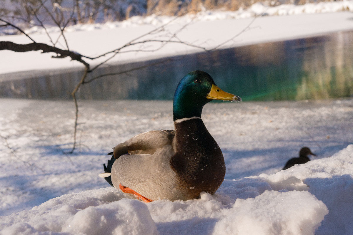 PLITVICE065 28 01 17