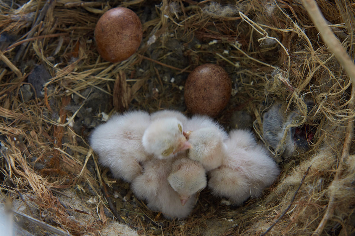 VJETRUSE   FALCO TINNUNCULUS31 11 05 10