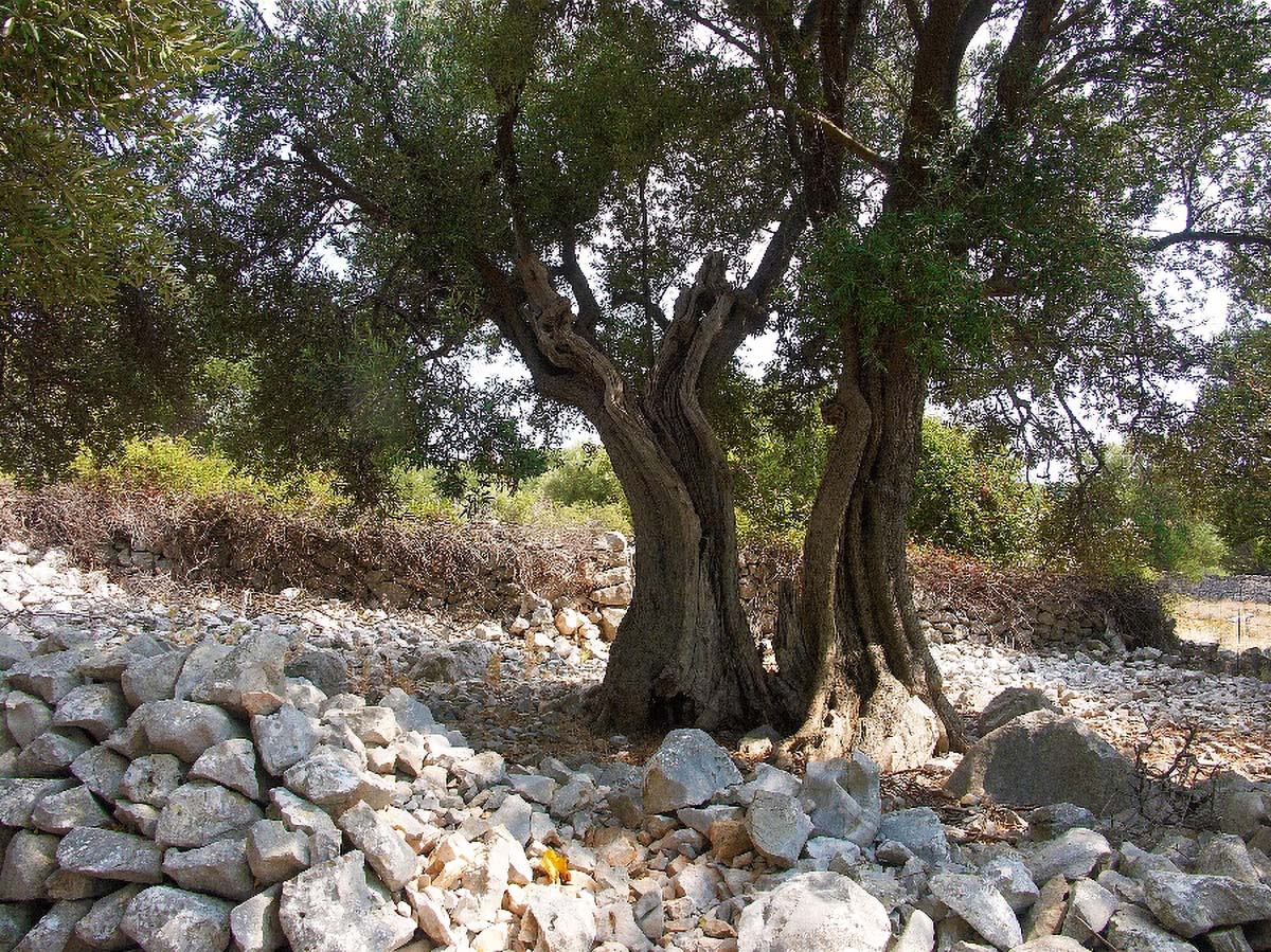 MASLINA01 09 08 07