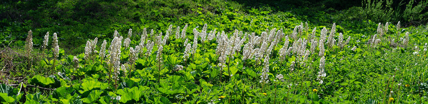 BIJELI LOPUH PANORAMA 28 04 20