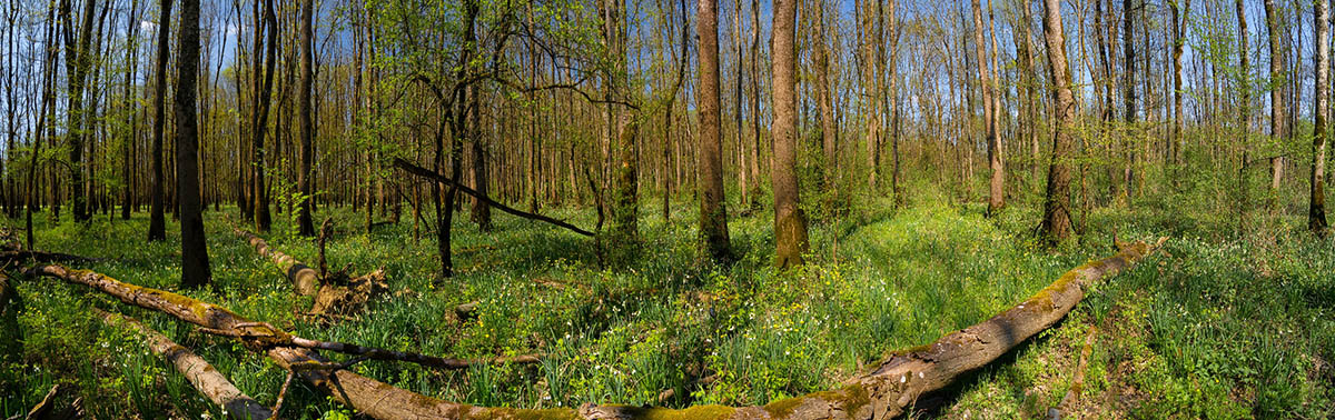 LONJSKO POLJE5 PANORAMA 24 04 21