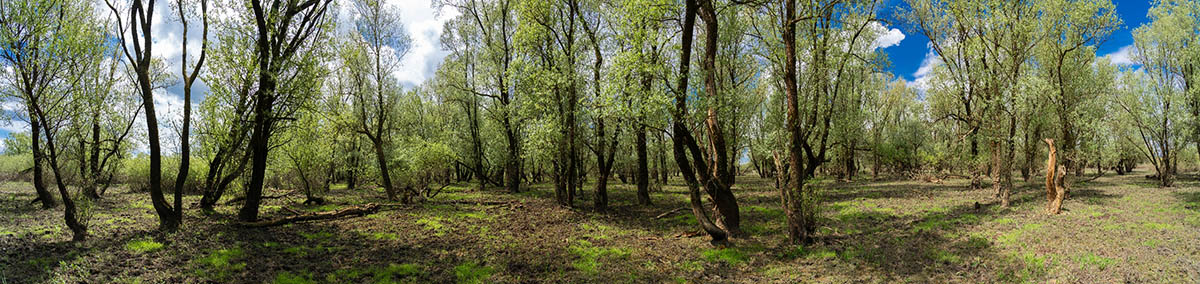 LONJSKO POLJE5 PANORAMA 30 04 21