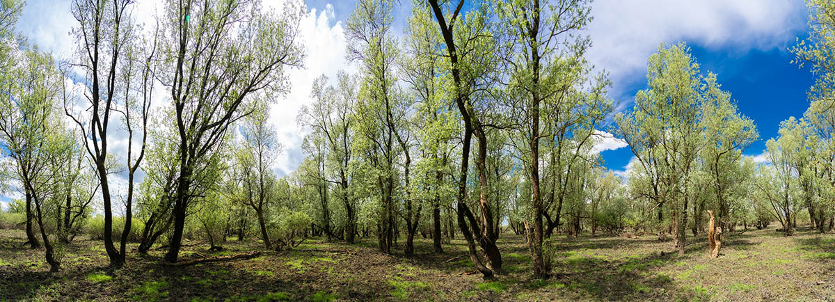 LONJSKO POLJE6 PANORAMA 30 04 21