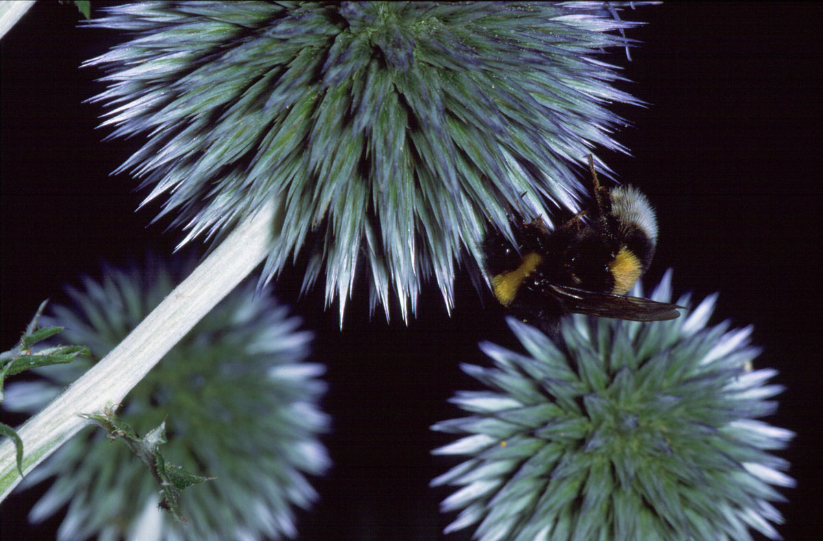 Insects - Insekti