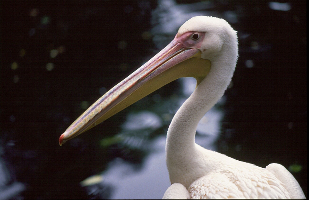 RUZICASTI NESIT K4B43