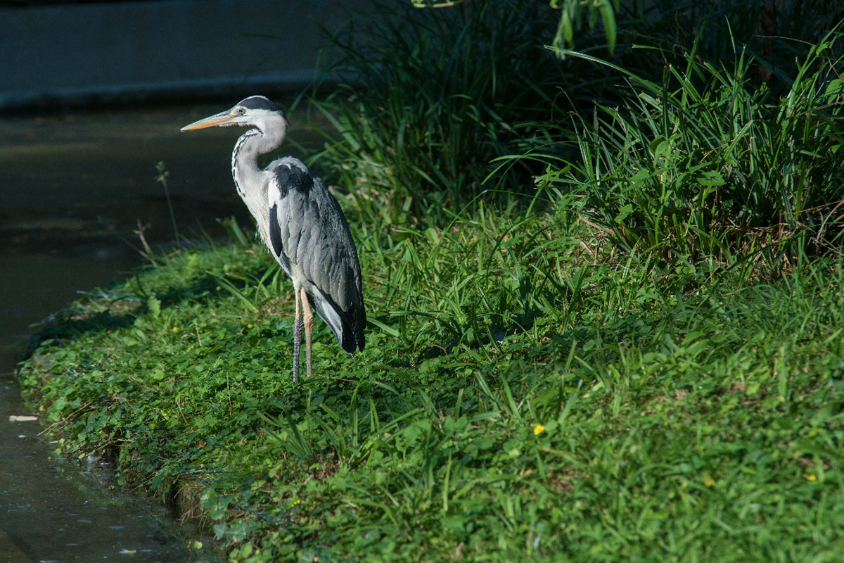 SIVA CAPLJA10 13 06 17